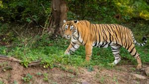 Hilang usai Pamit Berkebun, Warga Lampung Barat Ditemukan Tewas Terpotong Diduga Dimangsa Harimau