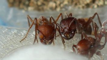 Experts Learn Algorithm For Making Soil Tunnels From Ants, Can Be Applied To Robots