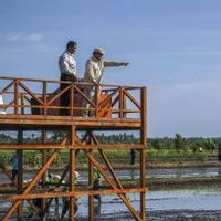 Swasembada Pangan Seharusnya Tak Hanya Soal Target Jumlah Produksi Beras Dalam Negeri