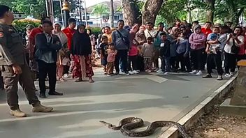 Ular Sanca 4 Meter Bikin Heboh Pengunjung Car Free Day di Palembang