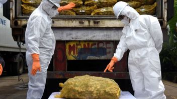 108 Tons Of Ginger From Outside Destroyed, Politician Gerindra Reminded The Minister Of Doyan Import To Have A Nationalist Spirit