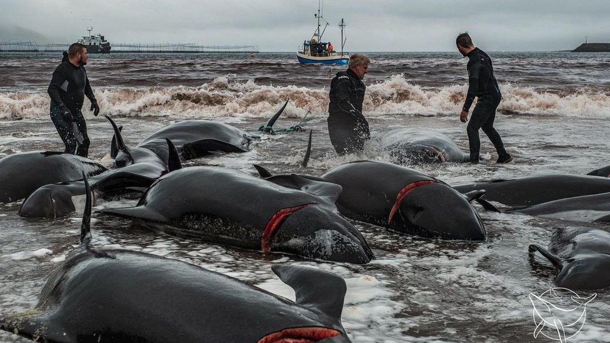 Penduduk Kepulauan Faroe Sepakat Batasi Jumlah Lumba-lumba yang Diburu, LSM Sebut Tidak Termasuk Paus Pilot yang Jadi Target Buruan Utama