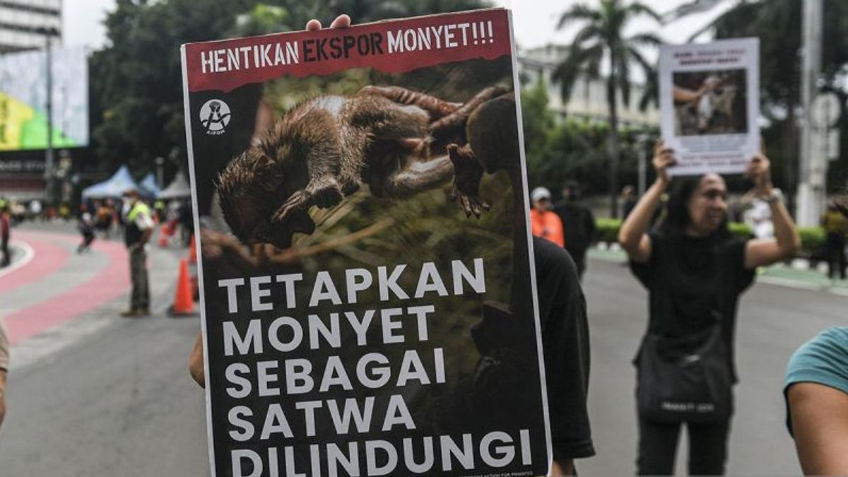 Monyet Ekor Panjang Tak Masuk Satwa Dilindungi, KLHK Beralasan Belum Terancam Punah 