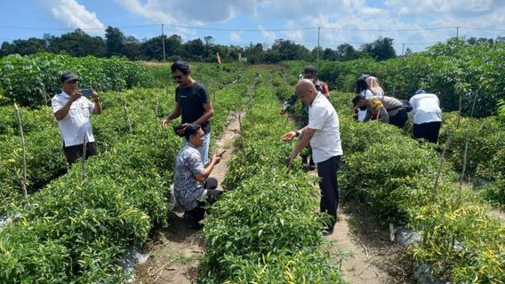 Bengkulu Optimistics Realization Of 435 Tons Of Chili Production Target