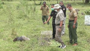 Taman Nasional Baluran Situbondo Kedatangan 6 Satwa Liar yang Dilepasliarkan, Salah Satunya Berupa Kucing Hutan