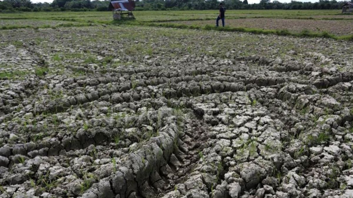 Sumbawa And East Lombok Emergency Alert For Drought