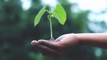 Bien Qu’il Puisse Repousser Les Parasites, Faites Attention Aux 5 Bonnes Façons D’utiliser Le Bicarbonate De Soude Pour Les Plantes