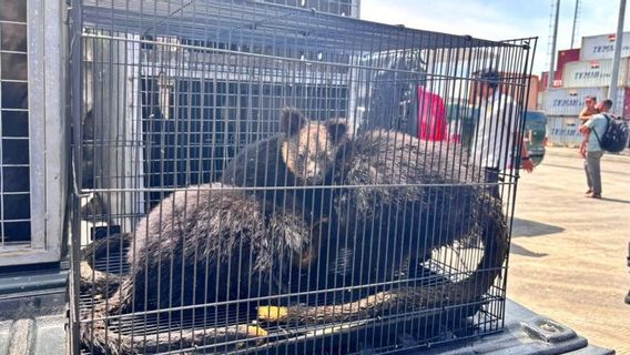 L'Agence de quarantaine a écheć l'importation ilĺgale de la faune endémique de Papouasie à Ternate