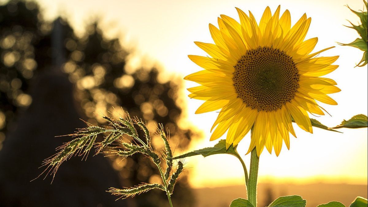 Mengenal  Fakta Menarik Bunga Matahari, Apa Manfaat dan Kapan Waktu Mekarnya?