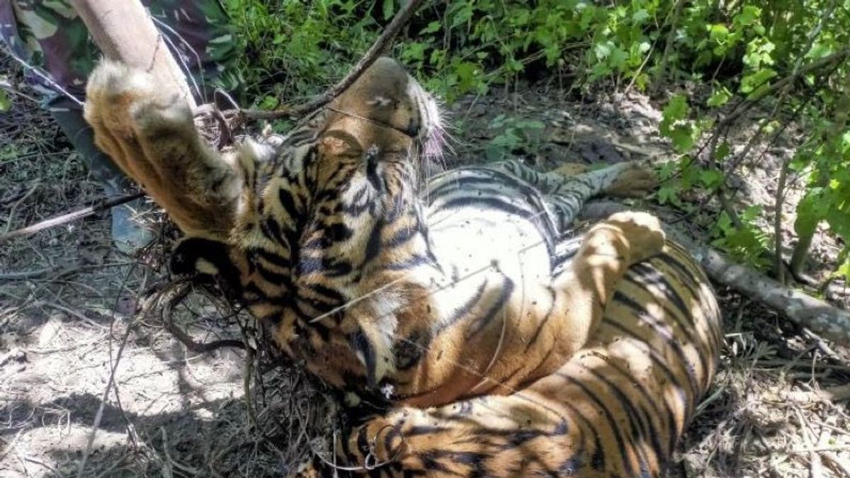 Sebabkan 3 Harimau Sumatra Mati di Aceh Timur, Aktivis Lingkungan Minta Pelaku Dihukum Berat