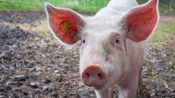 Mengenal Porcine, Unsur Babi dari Produk yang Ditarik oleh BPJPH dan BPOM