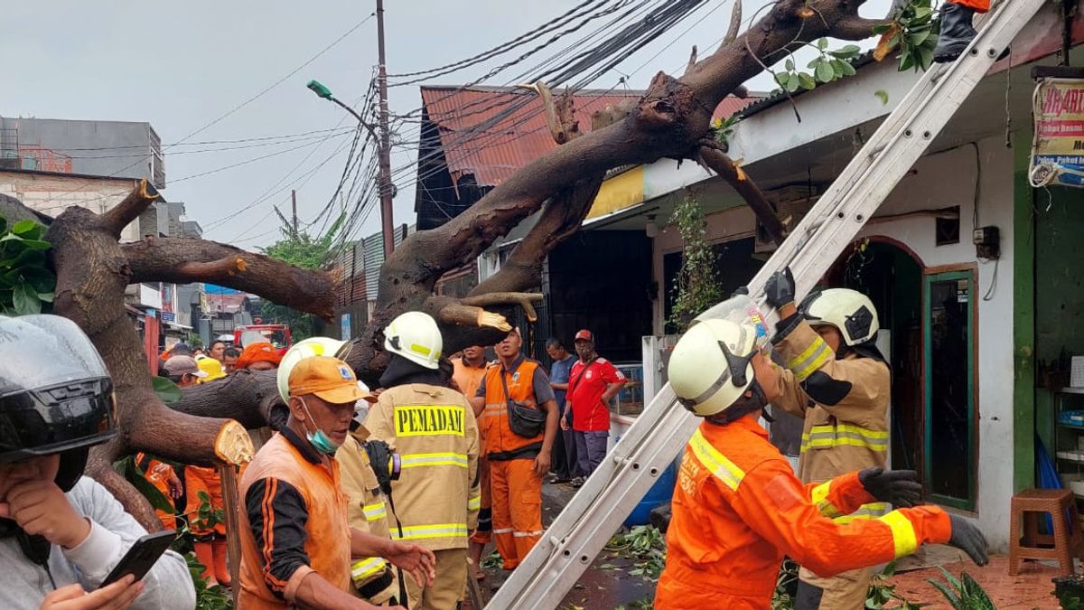 Heavy Rain And Strong Winds, A 15-meter High Avocado Tree Falls Injuring 2 Residents Drinking Coffee