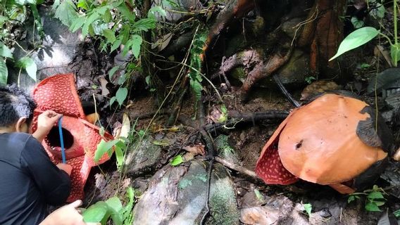 2 Bunga Raflesia Tuan-Mudae Mekar Sempurna di Cagar Alam Maninjau Sumbar