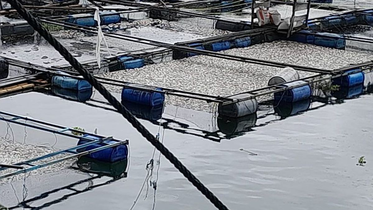 45吨马宁芹湖鱼因强风和大雨而死亡