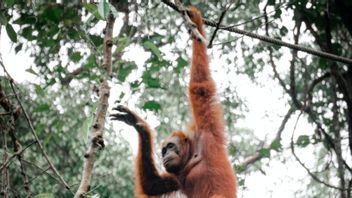 During This Year, The BKSDA Pangkalan Bun Has Released 11 Orangutans Into Nature
