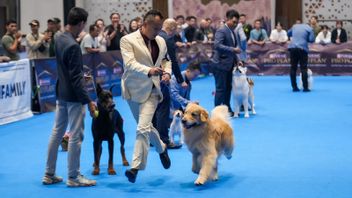 Perkin Jaya 2023, Dog Contest From Various Popular Trahs In The World