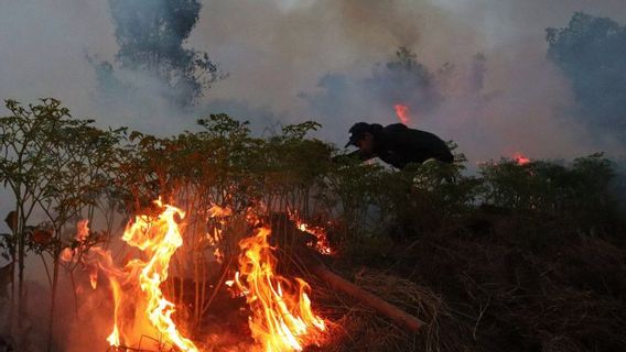 BPBD Tapin Berjibaku Puts Out The Cabai Hiyung Karhutla Ready To Harvest