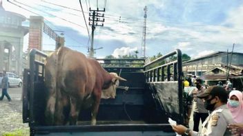 Cegah PMK, Tim Gabungan Tolak Ternak Luar Daerah Masuk Aceh Barat