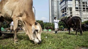DKI省政府检查开斋节前进入雅加达的数千只献祭动物