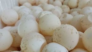 Polda Babel Gagalkan Penyelundupan 2.287 Telur Penyu Sisik, BKSDA Minta Pelaku Dihukum Maksimal