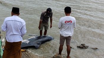 LHK省によるマドゥラビーチでの座礁したゴンドウクジラの取り扱い