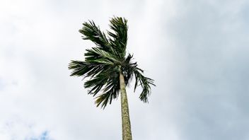 سكان شرق وجنوب بالي يرجى الحذر من الرياح القوية ، يمكن أن تصل السرعة إلى 45 كم / ساعة