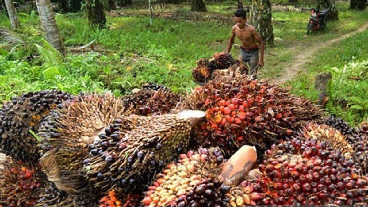 GAPKI Calls A Several Palm Oil Factorys Stop Operations Due To Integrated Exports