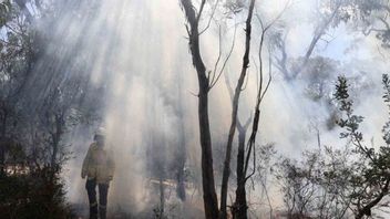BMKG警告NTT的状态要提防森林和陆地火灾