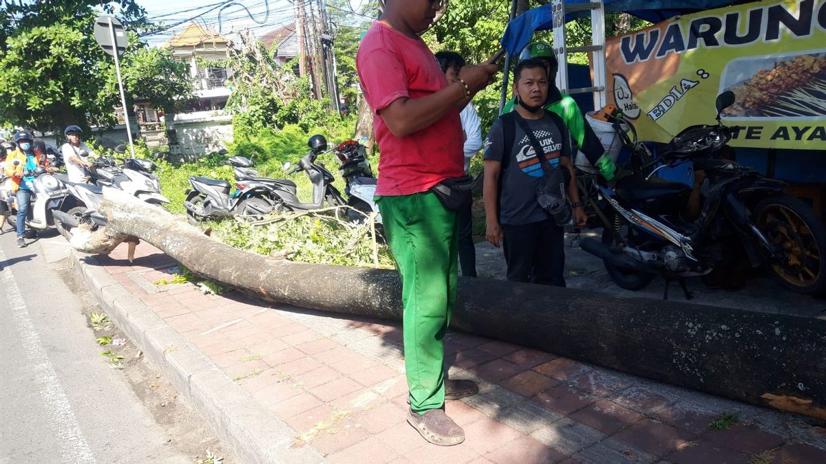 A 13-meter-tall Tree Fell, Killing One Person In Denpasar, 4 Vehicles Were Damaged