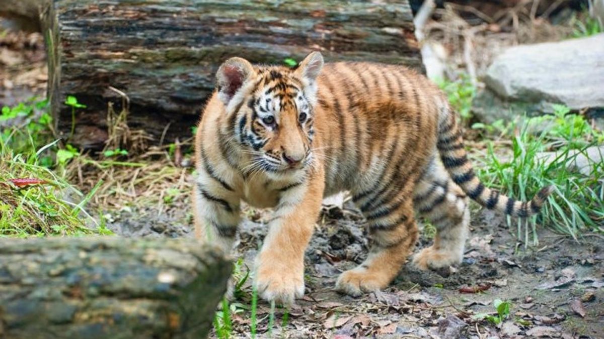 在牛肉上窒息，韩国动物园七个月大的虎崽死亡
