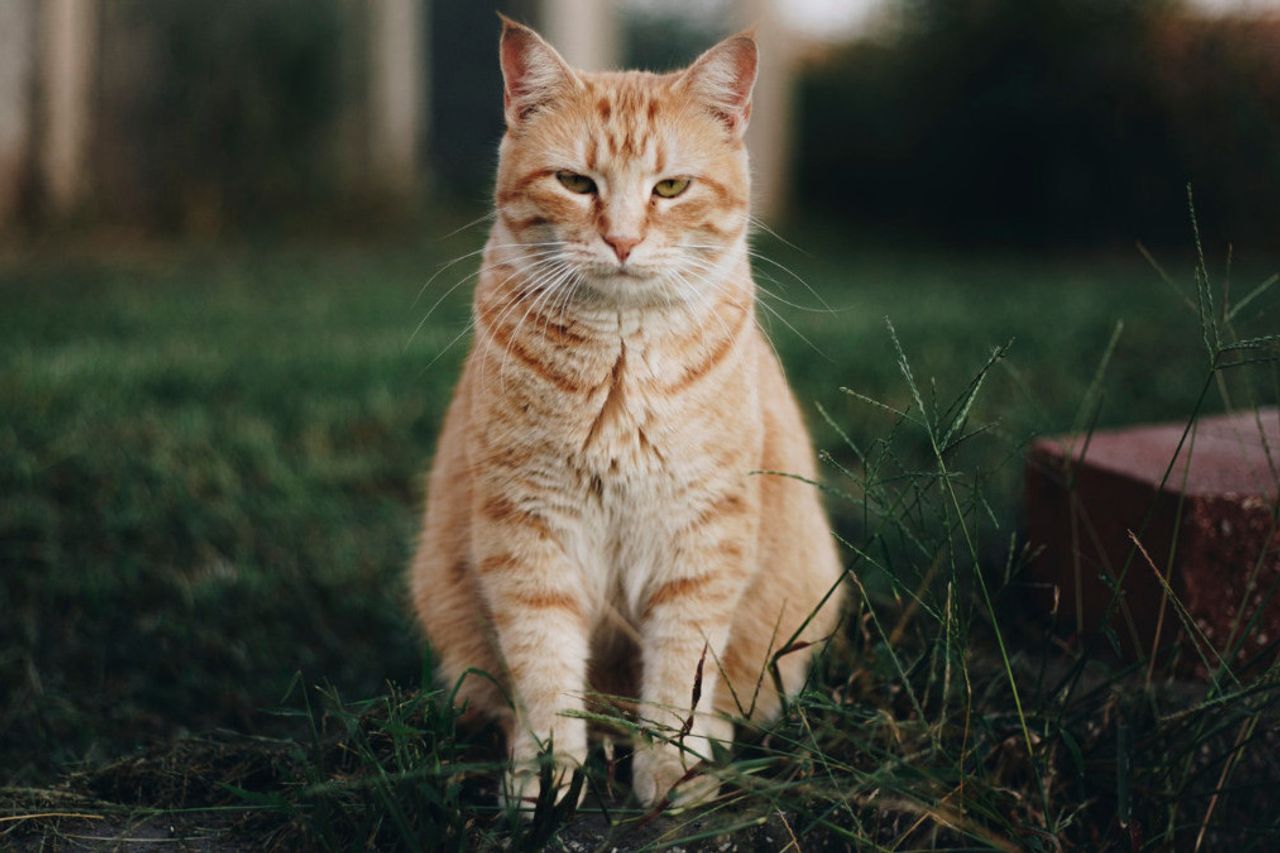 愛らしい猫に暖かい場所を与える方法