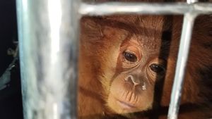Kemenhut Amankan Tersangka Penyelundupan Orangutan hingga Lutung Jawa ke Thailand