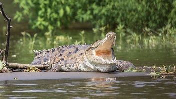 Scattering Terror In The Mentaya River, This Is What We Need To Know About Crocodiles