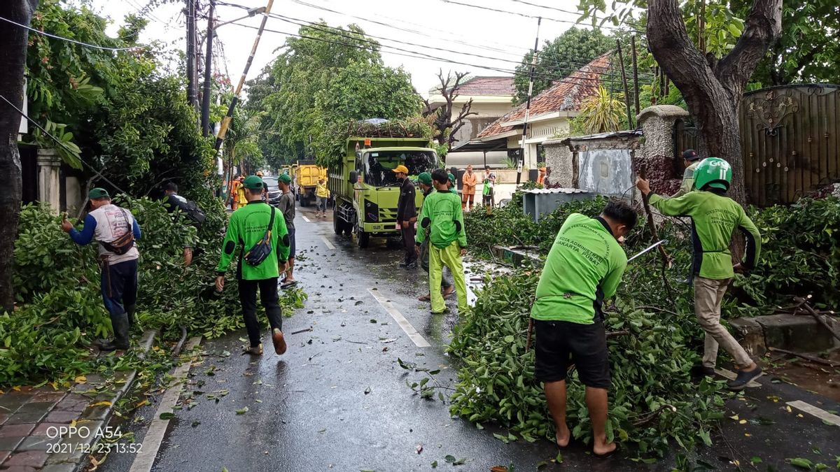 De Fortes Pluies Et Des Vents Forts Provoquent La Chute De 9 Arbres Dans La Région Centrale De Jakarta