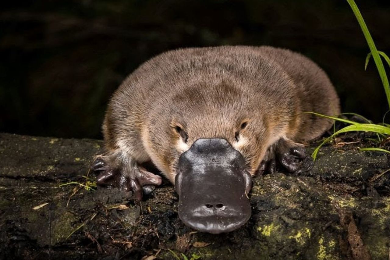 絶滅の危機に瀕しているオーストラリアの 奇妙な 哺乳類 カモノハシ 生息地が22 縮小