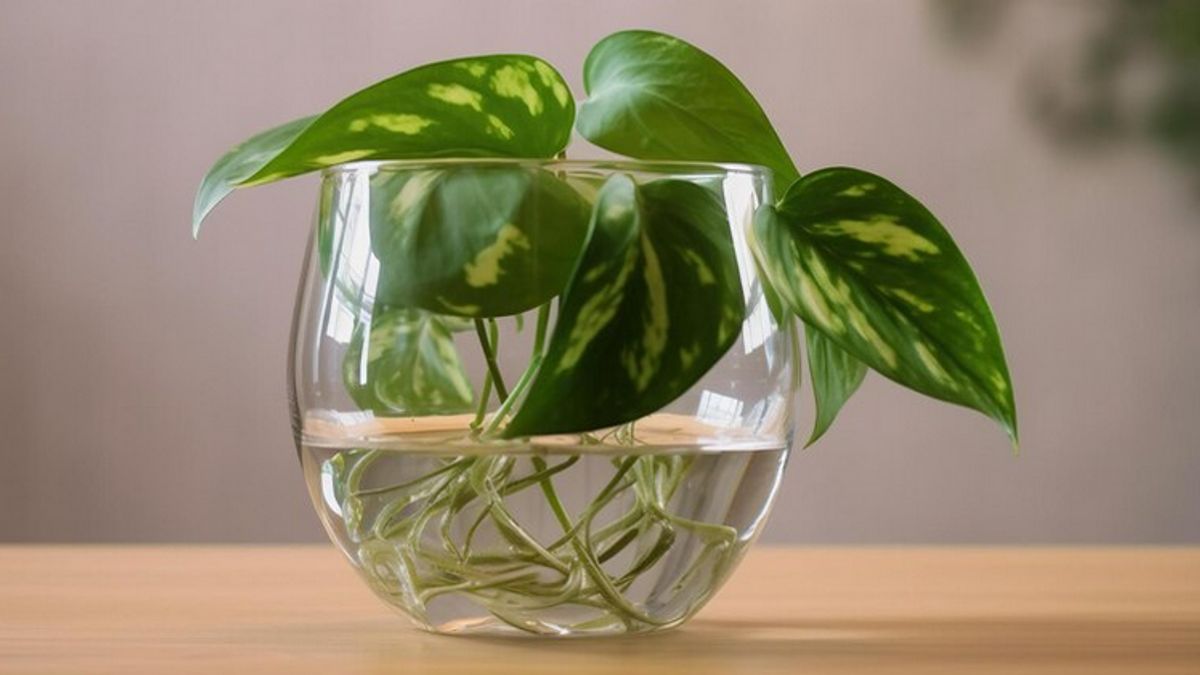 8 Plants That Can Be Planted In Glass Stoples And Bottles To Beautify The Room
