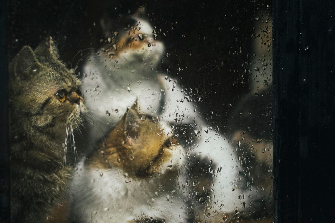 雨季に猫の世話をする6つの方法、無毒で痛いようにする