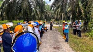PTPN IV PalmCo Gandeng PLN Berikan Edukasi Keselamatan Panen, K3 Jadi Prioritas