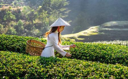 Buntut dari Kunjungan Bill Gates, Kota Da Nang Bergegas Siapkan Wisata Meditasi Teh