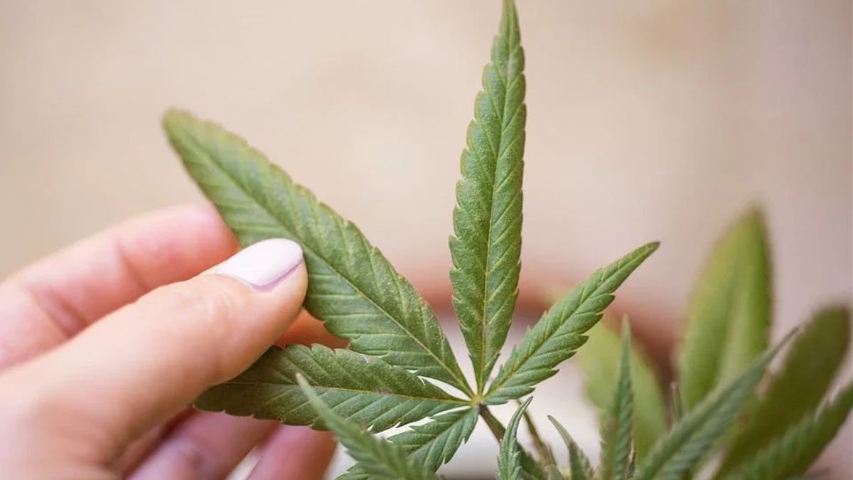 警方CID在亚齐发现4起毒品案件，发现25公顷大麻田