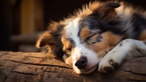 Tanda-Tanda Anjing Stres: Kenali Beberapa Ciri-Cirinya