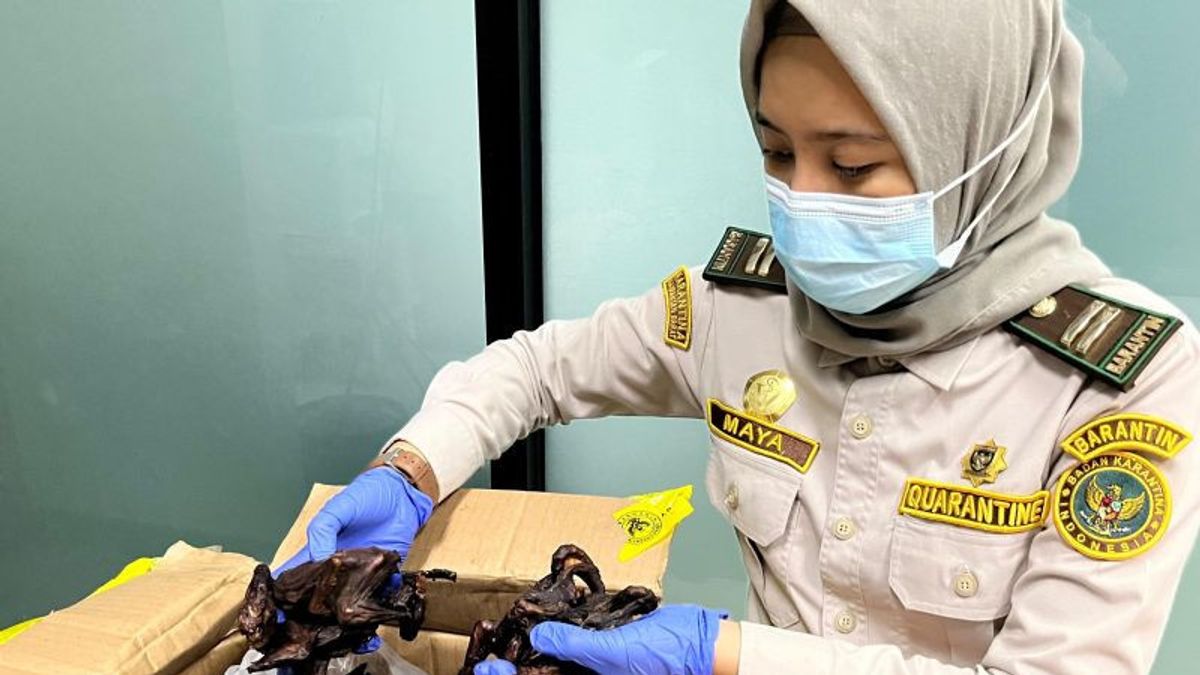アルク国境ポストの巧妙なモード:塩漬けの魚の背後にあるコウモリの肉