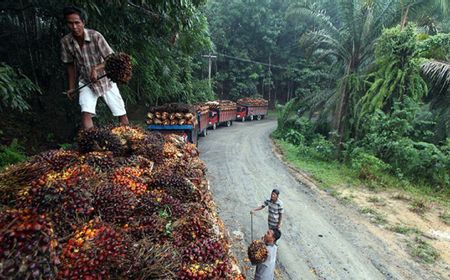 Industri Kelapa Sawit Turut Topang Perekonomian Nasional