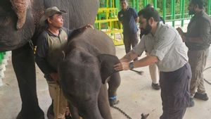 Kemenhut Bakal Revitalisasi Rumah Sakit Gajah di Sumatera