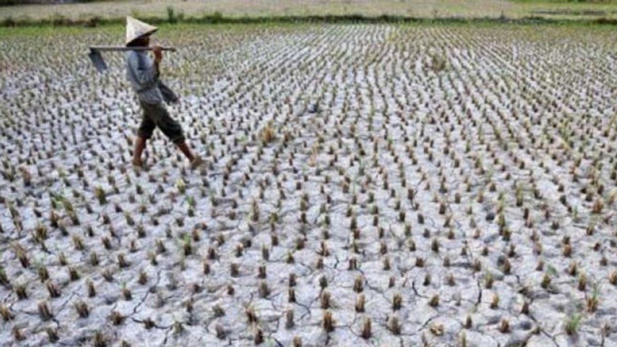 DIY People Get Ready To Anticipate Failed Harvesting In The Dry Season