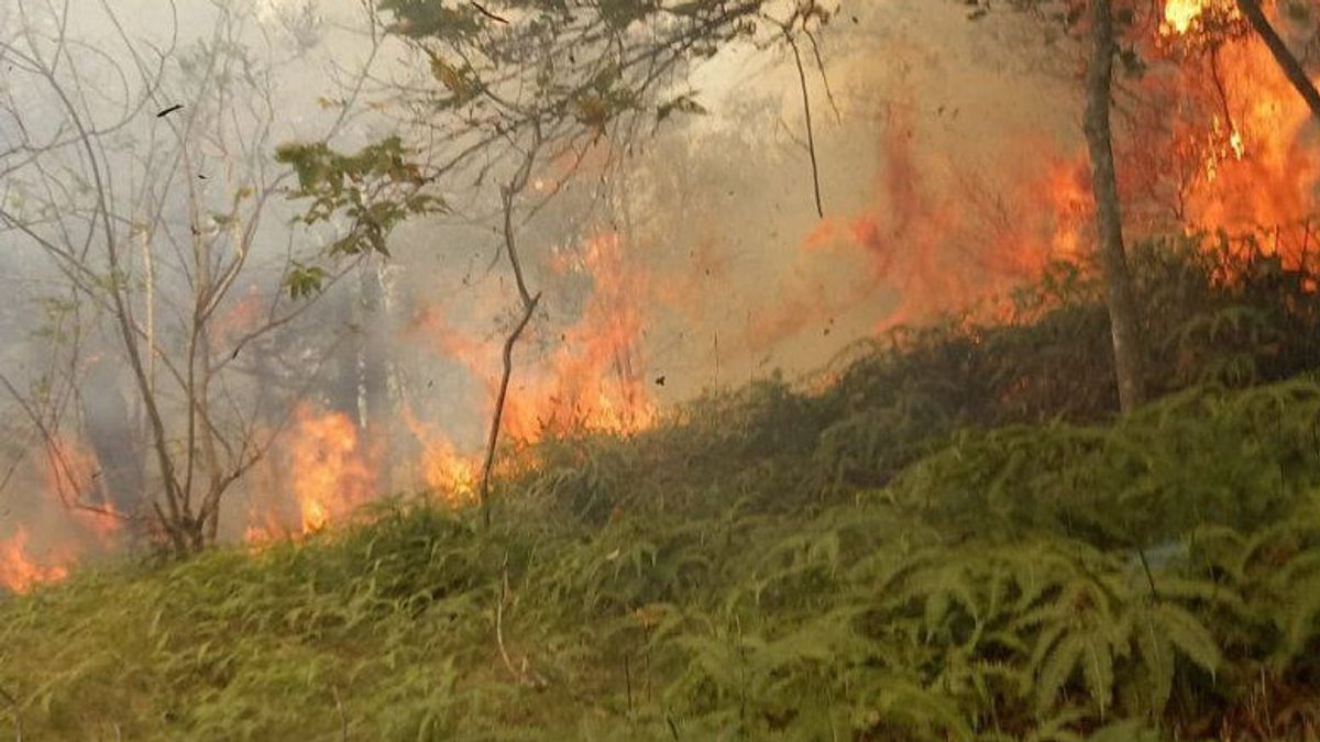 BPBD: 3 Areas Prone To Forest And Land Fires In Riau Islands