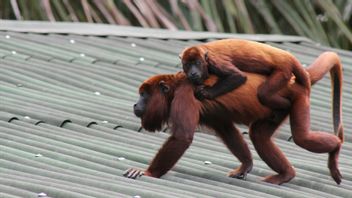 Mexique : 38 singes de Howler sont tombés d'un arbre