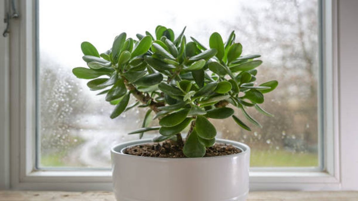 7 Indoor Plants that are Suitable for Apartment