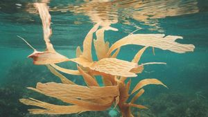 Mengenal 5 Manfaat Rumput Laut untuk Kecantikan Wajah