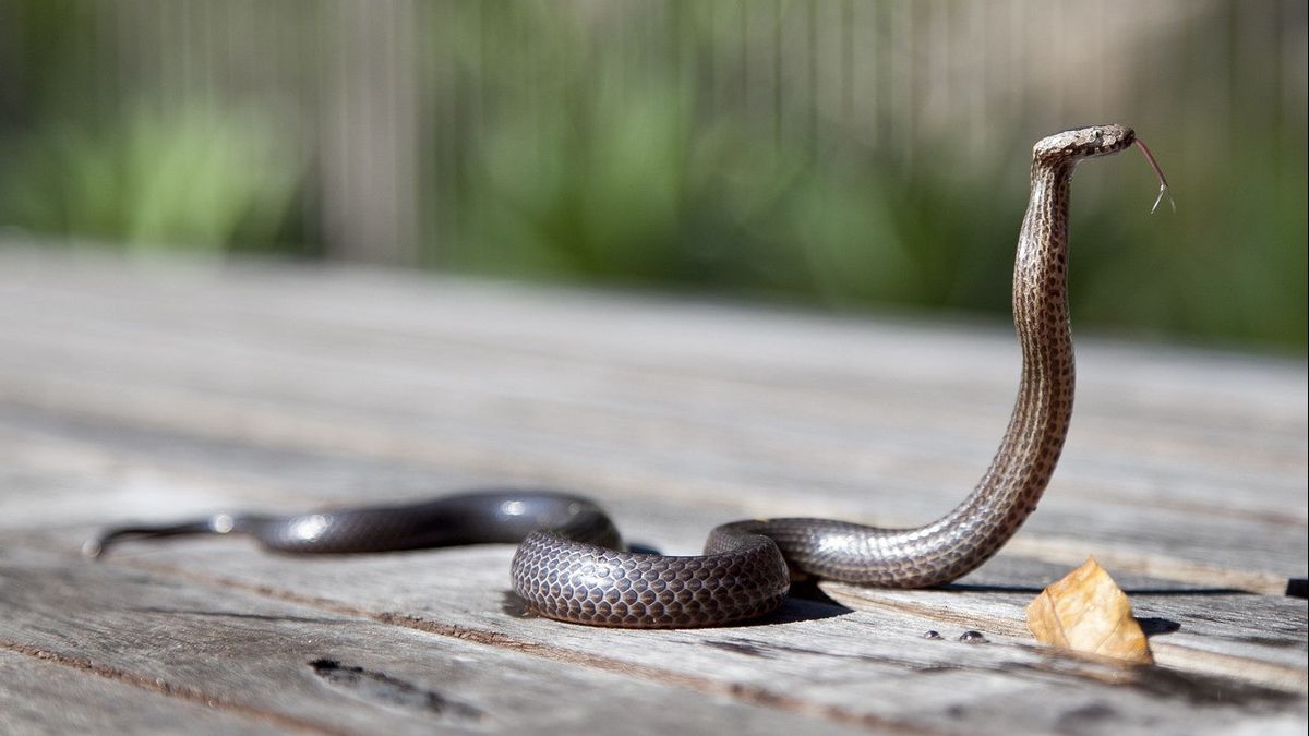 What Should We Do When We Meet Snakes? Don't Panic!